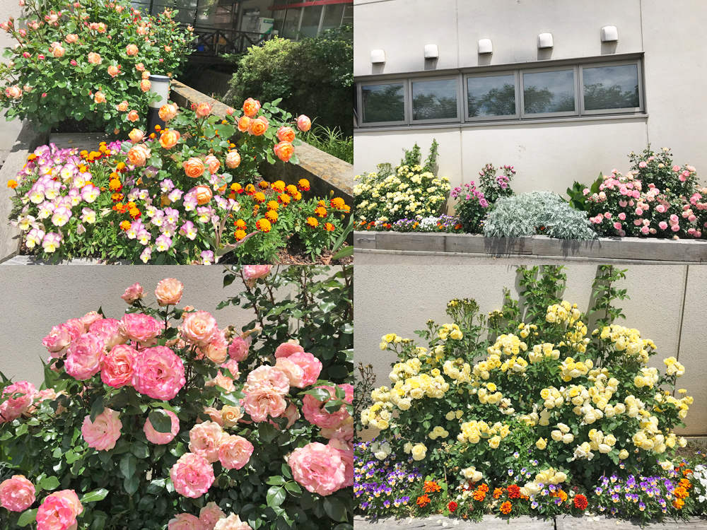 介護支援センターさくら／今月のさくらだより